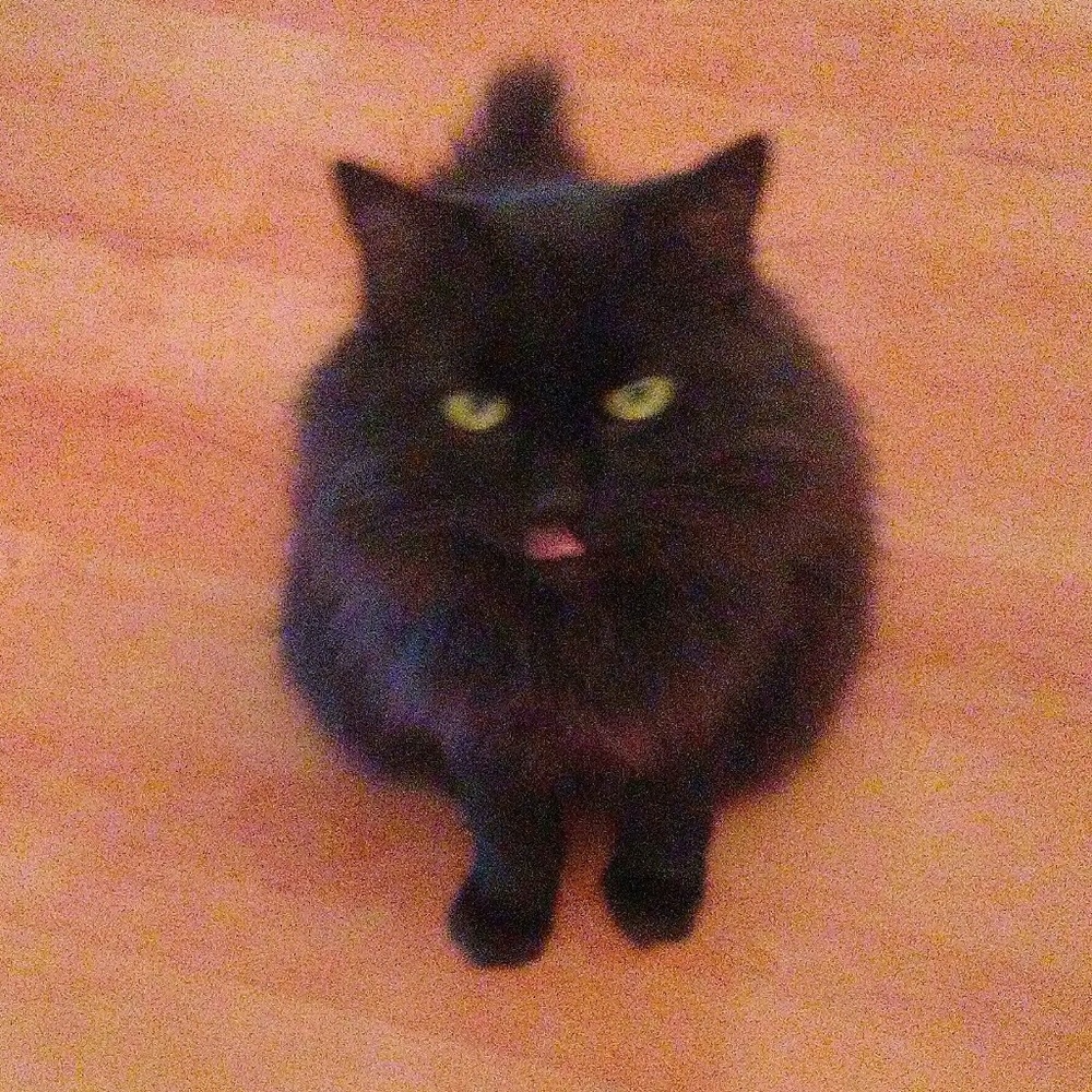 NFS! ADVICE FROM PRINCESS COOCOO